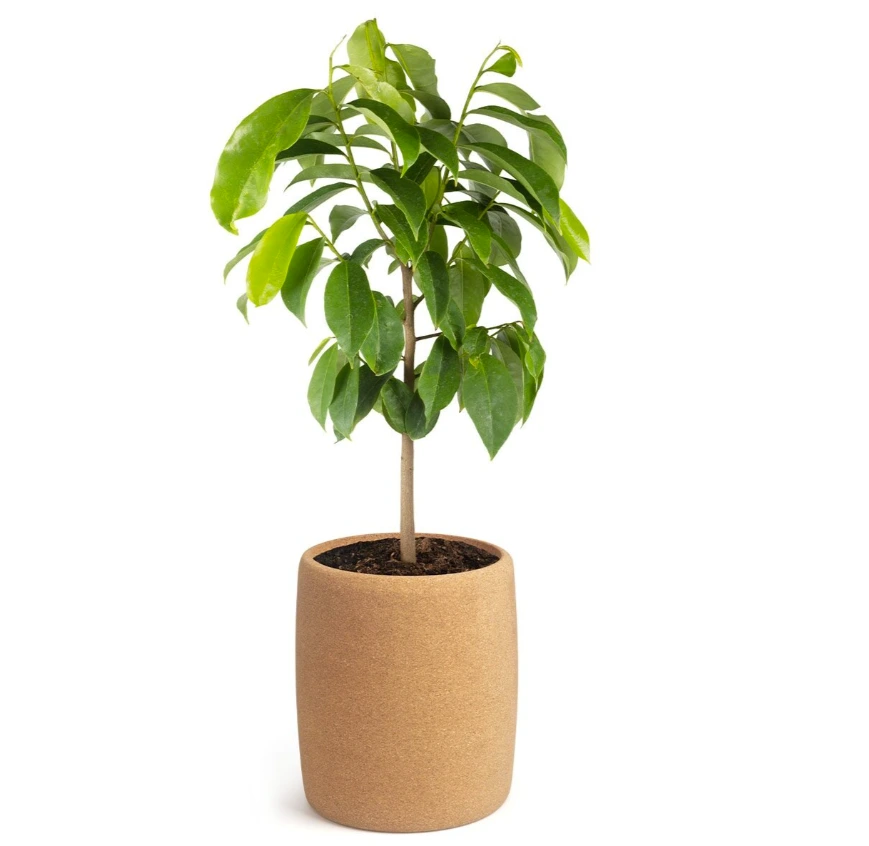 Tree Urn Deuil